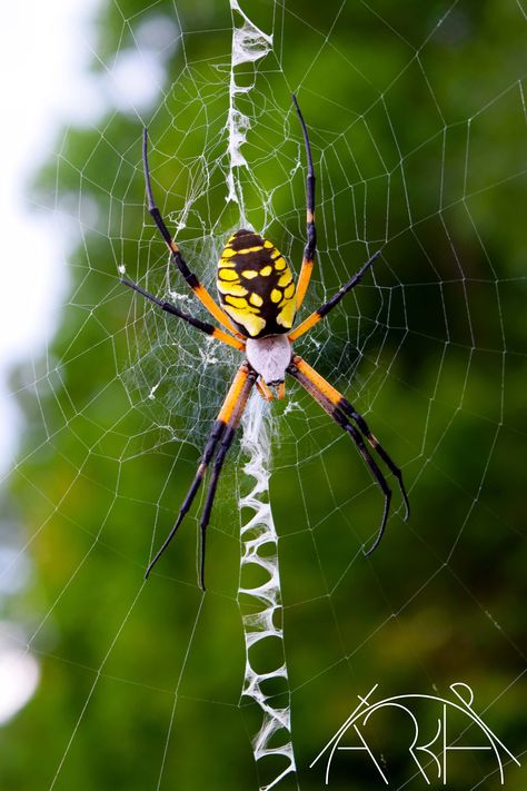 "This professional nature fine art photograph of a yellow and black Orb Weaver spider is printed at a giclee print shop to my specifications. My work is printed on eco friendly, archival Hahnemuhle Bamboo paper and archival inks.  Some prints may be carefully cropped to fit. Watermark is not on print. This is a hand signed and numbered limited edition print in each size as listed: 5\" x 7\"        - 200 8\" x 10\"      - 200 11\" x 14\"      - 150 13.3\" x 20\" - 150 16\" x 24\"     - 100 20\" x Orb Spider, Golden Orb Weaver Spider Tattoo, Golden Orb Spider, Orbweaver Spider, Garden Orb Weaver Spider, Yellow Garden Spider, Beautiful Spiders, Orb Weaver, Orb Weaver Tattoo