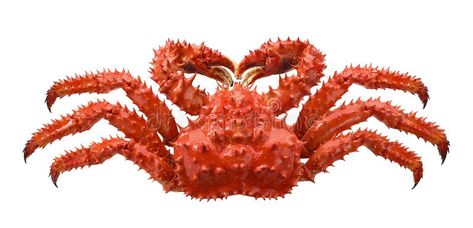 Robber Crab, Crab Species, Coconut Crab, Alaskan King Crab, Crab Rolls, Gulf Of Alaska, Stone Crab, Light Sauce, Horseshoe Crab