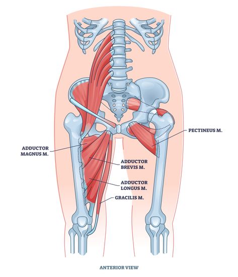 5 Best Adductor Stretches (with Pictures!) - Inspire US Adductor Stretch, Adductor Muscles, Frog Stretch, Femoral Nerve, Increasing Flexibility, Static Stretching, Splits Stretches, Butterfly Stretch, Dynamic Stretching