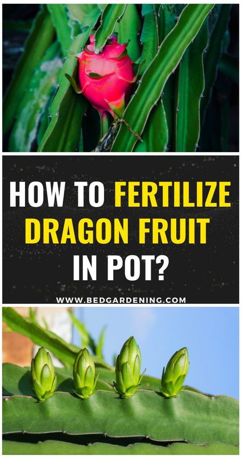 Dragon Fruit Growing Tips, Growing Dragon Fruit In Pots, How To Grow Dragon Fruit In Pots, Dragon Fruit Trellis Diy, Fruit In Pots, Dragon Fruit Garden, Grow Dragon Fruit, Acorn Flour, Dragon Fruit Farm