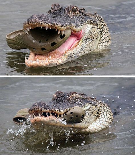 This Crocodile Eating Crocs Crocs Meme, Crocodile Eating, Situational Irony, Oh The Irony, Beware Of Dog, Epic Fails Funny, Too Good To Be True, Dog Obedience, Dog Training Obedience