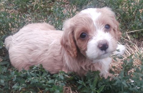 Cockapoo Puppies For Sale | Denver, CO Mini Cockapoo, Chocolate Pomeranian, Cockapoo Vs Cavapoo, Teacup Cavapoo Full Grown, Cockapoo Pups For Sale, Cockapoo Puppies For Sale, Cockapoo Apricot, Whoodle Puppies For Sale, Cockapoo Puppies