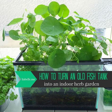 How to turn an old fish tank into an indoor herb garden Repurpose Aquarium, Fish Tank Garden, Tank Terrarium, Plant Aquarium, Growing Food Indoors, Fish Tank Terrarium, Diy Fish Tank, Hydroponic Farming, Hydroponics Diy