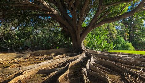 Becoming the Ally of All Beings Urie Bronfenbrenner, Tree Of Life Pictures, Environment Pollution, Hug A Tree, Tree Shadow, Animals Planet, Weird Trees, Wish Tree, About Trees