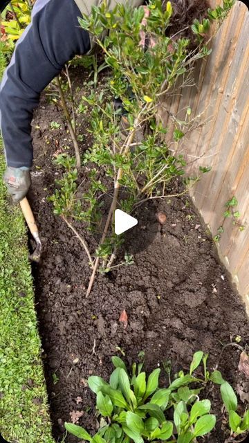 Alexander hayden on Instagram: "How to get the perfect straight edge using some wood, so very satisfying #howto #perfect #satisfying #wood #straight #satisfyingvideos #tools #detail #artist #gardening #lawncare #lawnedging" Lawn Design Ideas, Wood Landscape Edging, Wooded Backyard Landscape, Modern Lawn, Small Front Garden Ideas, Front Lawn Landscaping, Small Front Gardens, Roses Lavender, Small Garden Landscape