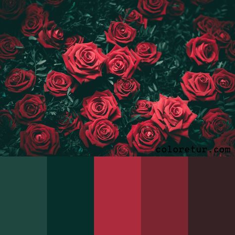 Rose | Coloretur Flowers Palette Color, Red Color Pallete Colour Schemes, Vintage Rose Color Palette, Red Rose Color Palette, Red Velvet Color Palette, Dark Red Colour Palette, Dark Red Palette, Dark Red Paint Colors, Color Palettes With Red