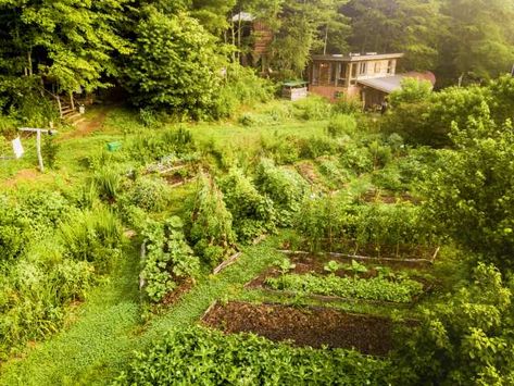 Oregon Homestead, Forest Homestead, Farm School, Skill Saw, Rural Village, Permaculture Design, School Campus, Food Forest, Farm Design