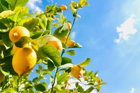 Citrus Tree, Lemon Tree, Lemon, Fruit