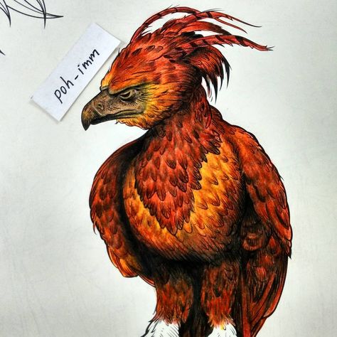 Fawkes Phoenix, Harry Potter Coloring Book, Phoenix Harry Potter, Harry Tattoos, Hogwarts Gryffindor, Harry Potter Crochet, Harry Potter Harry, Best Naruto Wallpapers, Cat Drawing Tutorial