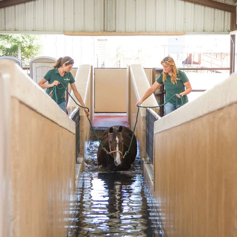 Equine Vet Tech, Veterinary Radiology, Vet Pictures, Vet School Motivation, Equine Veterinarian, Vet Tech School, Equine Massage, Equine Veterinary, Large Animal Vet