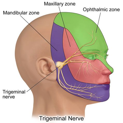 The Trigeminal Nerve (CN V) | Cranial Nerves | Geeky Medics Trigeminal Nerve, Neurological Assessment, Sensory Nerves, Natural Pain Relievers, Facial Nerve, Jaw Pain, Cranial Nerves, Nerve Pain Relief, Vagus Nerve