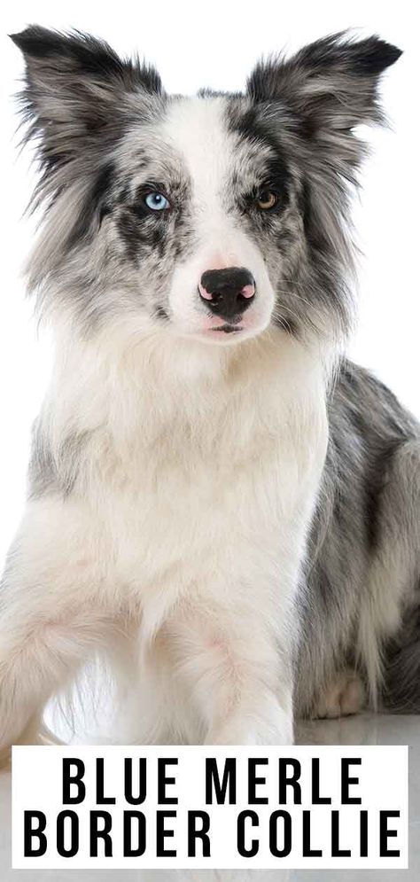 Blue Merle Border Collie Border Collie Blue Eyes, Border Collie Merle, Red Merle Border Collie, Mix Breed Dogs, Blue Merle Border Collie, Blue Merle Collie, Border Collie Colors, Merle Border Collie, Surprised Dog