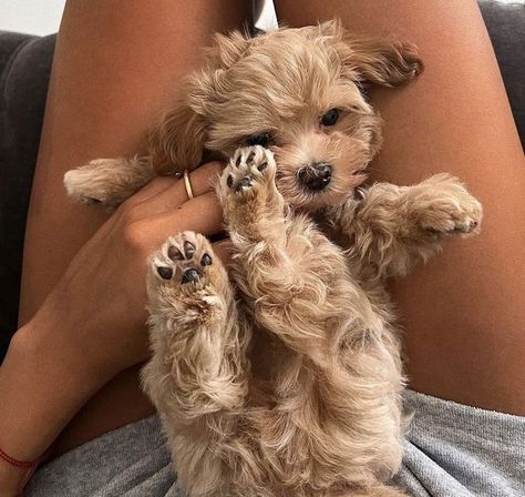 Hilarious Animal Memes, Toy Maltipoo, Saved By His Grace, By His Grace, Cute Animals Puppies, Very Cute Dogs, Fluffy Dogs, Cute Animal Photos, Hyena