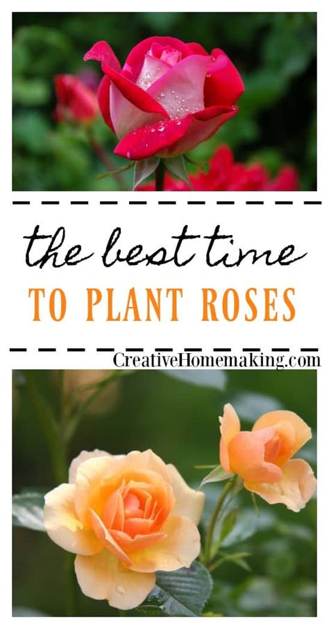 When To Plant Roses, Roses Garden Care, Rose Garden Landscape, Rose Plant Care, Rose Garden Design, When To Plant, Rose Care, Types Of Roses, Growing Roses