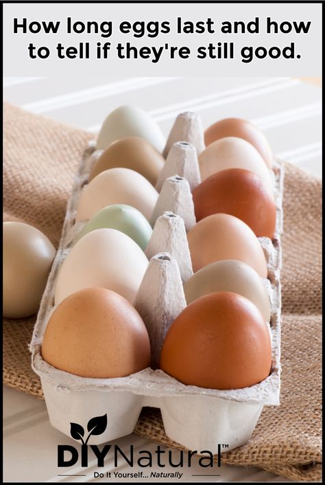 How long do eggs last? Good question. Let's talk about it and also see how to tell if they're good, how to keep them fresh, and egg storage. How To Tell If Eggs Are Fresh, How To Check If Eggs Are Good, How Long Are Fresh Eggs Good For, How To Keep Eggs Fresh Longer, How To Tell If Eggs Are Still Good, Egg Storage Ideas, Egg Chart, Eggs Boiled, Chickens 101