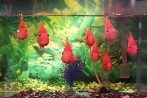 Tetracycline Use in Freshwater Aquariums 20 Gallon Aquarium, Fish Tank Cleaning, Fish Tank Stand, Aquarium Maintenance, Tropical Fish Tanks, Fresh Water Fish Tank, Cleaning Fish, Salt Water Fish, Home Aquarium