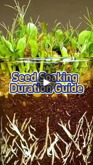 10K views · 361 reactions | garden #gardening #planting #farming #agriculture | Pasika Honey Seed Soaking Chart, Self Seeding Plants, Front Landscaping Design, Seed Growing, Irish Potato, Growing Garden, Growing Gardens, Greenhouse Garden, Gardening Planting