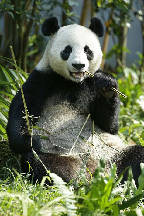 Wild Panda, Singapore Attractions, Reasons To Be Vegan, Singapore Zoo, Land Animals, Animal Reference, Paradise City, Wildlife Reserve, National Animal