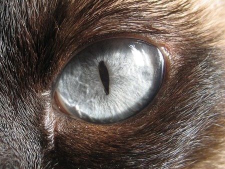 Werewolf - silver eye Werewolf Eyes, Animals Eyes, Scary Eyes, Wolf Eyes, Animal Eyes, Mike Williams, Eye Close Up, Eyes Wallpaper, Vampires And Werewolves