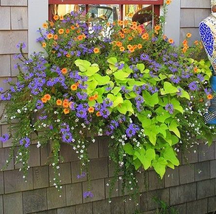 Fall Window Boxes, Window Box Plants, Window Box Garden, Summer Planter, Window Box Flowers, Window Planters, Container Gardening Flowers, Flower Window, Window Planter Boxes