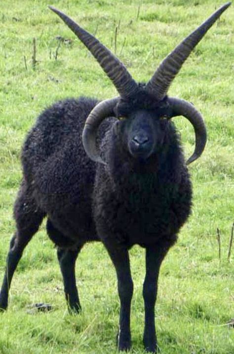 The Hebridean is a breed of small black sheep from Scotland, similar to other members of the Northern European short-tailed sheep group, having a short, triangular tail. They often have two pairs of horns. Wikipedia Badass Pictures, Goat Skull, Black Goat, Goat Horns, Sheep Breeds, Cool Animals, Animal Reference, Pretty Animals, Animal References