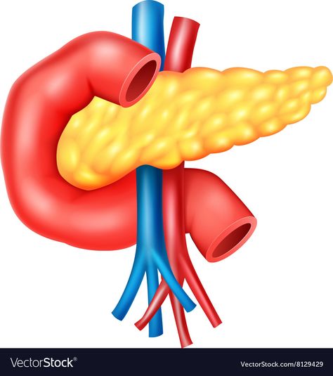 Pancreas Anatomy, Blood Vessels Anatomy, Body Anatomy Organs, Anatomy Education, Lung Anatomy, Skin Anatomy, Ear Anatomy, Sistem Pencernaan, Rabbit Vector