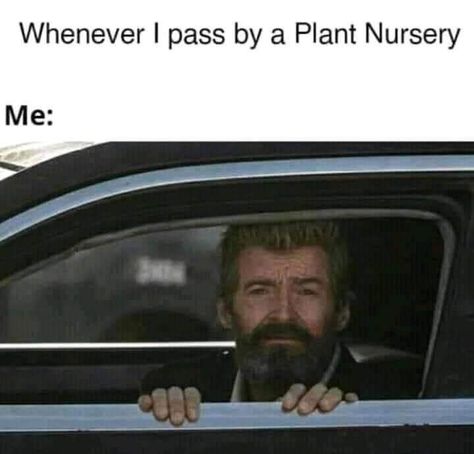 Plant Funny, Plant Jokes, Gardening Memes, Funny Movie Quotes, Best Short Quotes, Single Memes, Crazy Plant Lady, Movie Quotes Funny, Love My Kids