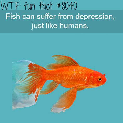 WTF Facts : funny, interesting & weird facts Fish Meme, Fish Facts, Wierd Facts, What The Fact, Unique Facts, Facts Funny, Did You Know Facts, Good Luck Quotes, Random Facts