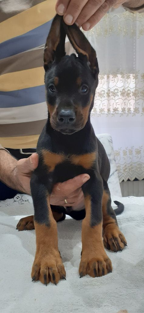 Dobber Man Puppies, Baby Doberman Puppies, Cute Doberman Puppies, Dobber Man Dog, Female Doberman, Doberman Puppies For Sale, Pet Wolf, Doberman Puppies, Black Doberman