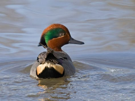 Green Wing Teal, Redhead Duck, Duck Species, Teal Duck, Hillsboro Oregon, Decoy Carving, Dawson Creek, Duck Pictures, Green Wing