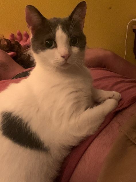 white and gray cat sitting politely Polite Cat, Kitty, Funny, Animals