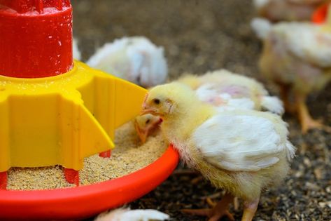 Photo little yellow chicks in close farm... | Premium Photo #Freepik #photo #baby-chicken #broiler #poultry-farm #poultry Pet Chicken Aesthetic, Chickens In The City, Organic Chicken Feed, Chickens Eating Their Eggs, Baby With Chicks Photography, Broiler Chicken, Baby Chicken, Farm Chicken, Poultry Farm