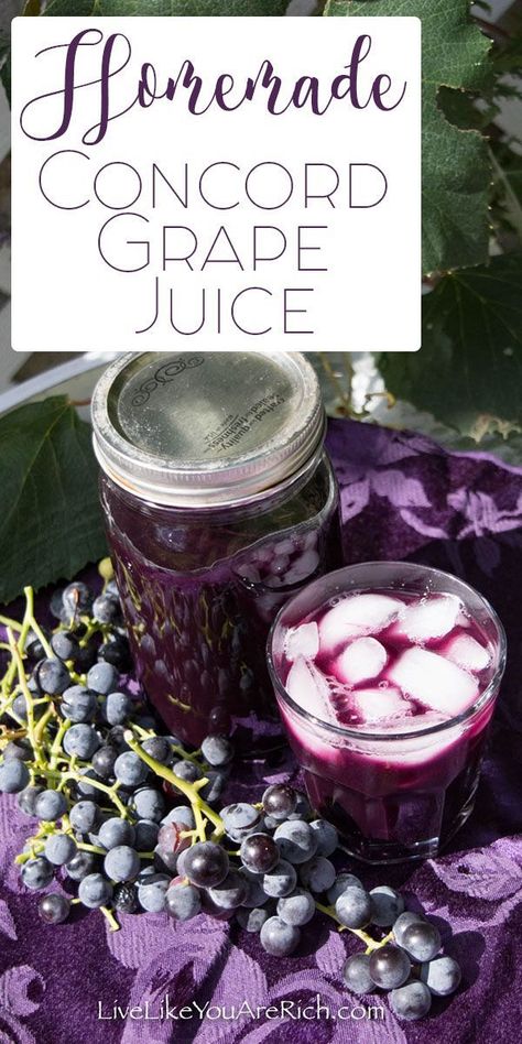 Homemade Concord Grape Juice #drinks #grapejuice #juice #healthyrecipes Concord Grape Juice Recipe, Concord Grape Recipes, Homemade Grape Juice, Concord Grape Juice, Grape Juice Recipe, Pickle Juice Uses, Drinks Breakfast, Best Juicing Recipes, Grape Recipes