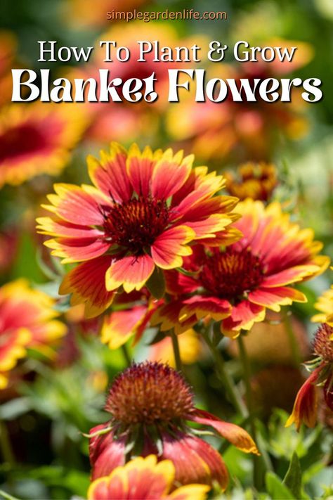 Blanket Flower Landscape, Blanket Flowers Perennials, Part Sun Flowers, Prairie Wildflowers, Deadheading Flowers, Butterfly Milkweed, Blooms All Summer, Blooming Perennials, Full Sun Flowers