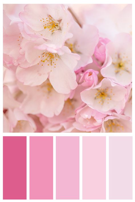 Cherry Blossom Pics, Cherry Blossom Color, Colour Crush, Cherry Blossom Print, Spring Palette, Bridesmaid Colors, Quince Dress, Color Schemes Colour Palettes, Palette Ideas