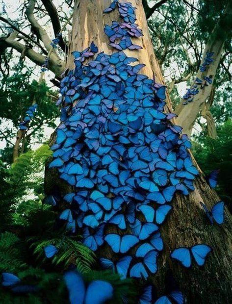 Blue Morpho butterflies in Amazon rainforest Morpho Azul, Amazon Forest, Butterfly Tree, Blue Morpho Butterfly, Butterfly Species, Morpho Butterfly, Blue Morpho, Blue Butterflies, Butterfly Pictures