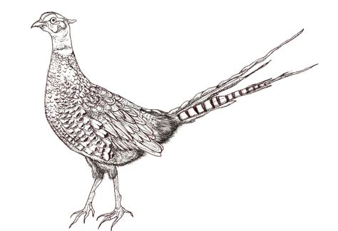 Pheasant (own sketch) Pheasant Sketch, Pheasant Drawing, Pheasant Tattoo, Botany Journal, Skibo Castle, Countryside Fashion, Best Coloring Pages, Eagle Pictures, Bird Coloring Pages