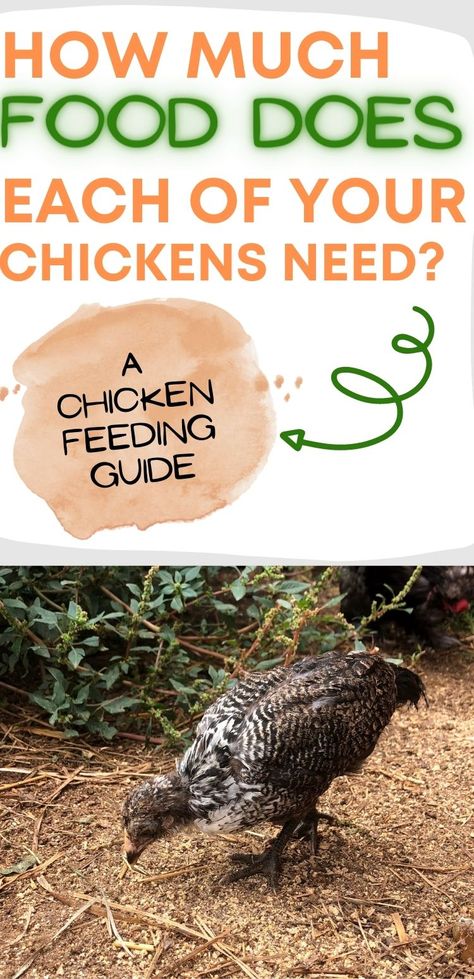 Chicken Care 101, Having Chickens, Chicken Rearing, Feed Chickens, Chickens 101, Food For Chickens, Feeding Chickens, Laying Chickens, Chicken Owner