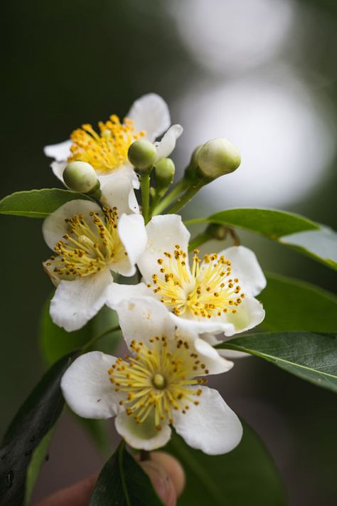 Starburst Clerodendrum, Lignum Vitae Tree, Mountain Stewartia Tree, Light Yellow Flowers, Camphor Tree, Chamaedorea Elegans, Cinnamomum Camphora, 4 Leaves, Tree Seeds