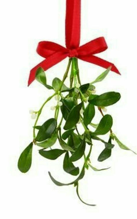 Mistletoe Ideas, Mistletoe Gift, Under The Mistletoe, Red Satin, Fresh Cut, Green Christmas, Christmas Themes, Image Search, Christmas Time