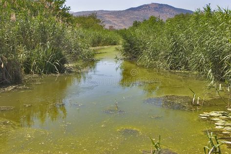 Stagnant water. Stagnant water covered by ooze and mountains in the distance , #SPONSORED, #covered, #water, #Stagnant, #distance, #mountains #ad Stagnant Water, Mountains In The Distance, Water Images, Water Pond, Ideas Creative, Nature Images, Design Background, Inspiration Ideas, Water Tank