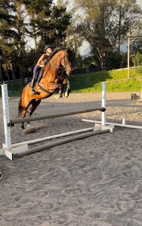 Show Jumping Competition, Jumping Horse, Horse Jumps, Horse Girl Aesthetic, Horsey Life, Equestrian Aesthetic, Cute Horse Pictures, Brown Horse, Horse Aesthetic