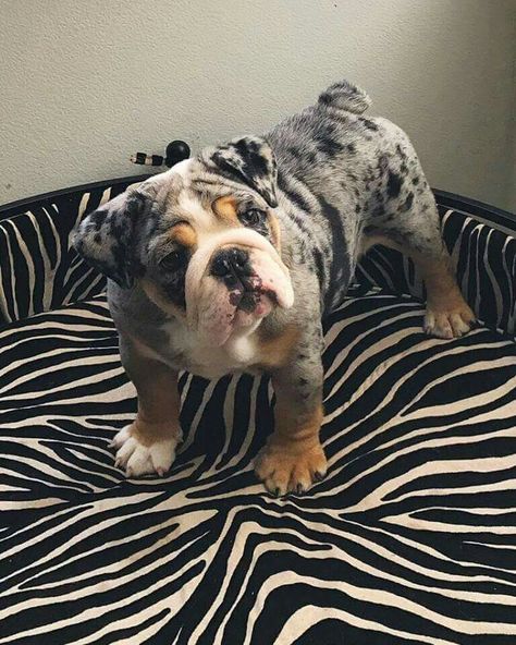 Dog Pics Cute, Friendly Dog Breeds, Cute Bulldog Puppies, Cute Dpz, Bulldog Breeds, Bulldog Puppies For Sale, English Bulldog Puppies, Bully Dog, Best Dog Training