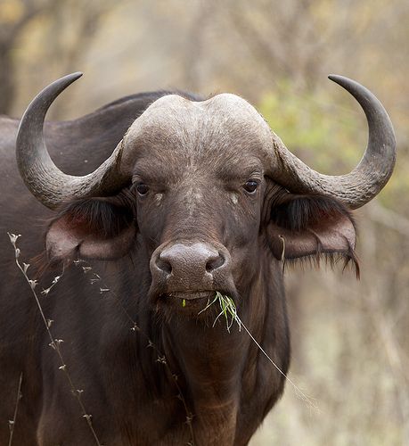 Buffalo Images, Nature Wallpapers Aesthetic, Buffalo Pictures, South African Animals, African Animals Photography, African Images, Most Dangerous Animals, Calf Cow, Buffalo Painting