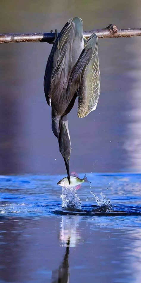 Bird Catching Fish, Heron Photography, Green Heron, Bird Reference, Water Birds, Bird Hunting, Catching Fish, Herons, Animal Reference