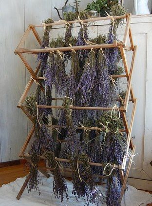 Drying Lavender, Herbal Apothecary, Dried Lavender, Growing Herbs, Drying Rack, Drying Herbs, Tiny Homes, Permaculture, Dream Garden