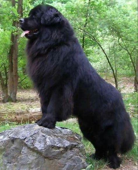 Funny Dog Pics, Funny Dog Videos Hilarious, Newfoundland Dog Puppy, Newfie Dog, Big Dogs Breeds, Biggest Dog In The World, Funny Dog Signs, Biggest Dog, Newfoundland Puppies