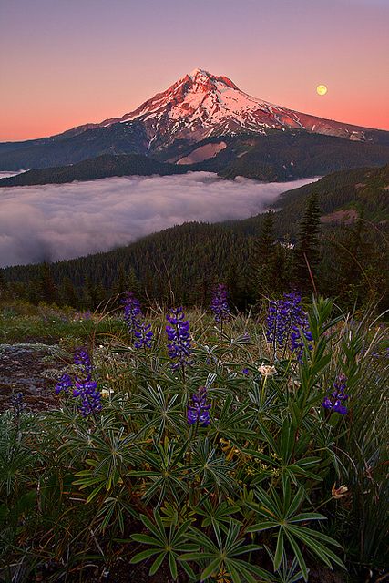 Sunset, Mt. Hood | Flickr - Photo Sharing! Book Locations, Fire Lookout, Holy Mountain, My Hood, Mount Hood, Mt Hood, Fantasy Places, Oregon State, Beautiful Photos Of Nature