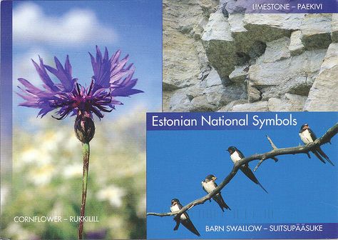 Estonian National Symbols Estonian Symbols, Barn Swallow, National Symbols, Estonia, Mailbox, Russia, Flowers, Movie Posters, Quick Saves