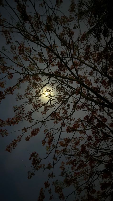 Night Asthetics Photos Snap, Moon Asthetics Photos, Deep Sidhu, Night Moon Images, Asthetics Photos, Whatsapp Profile Wallpaper, Snap Aesthetic, Snap Stories, Moonlight Photography